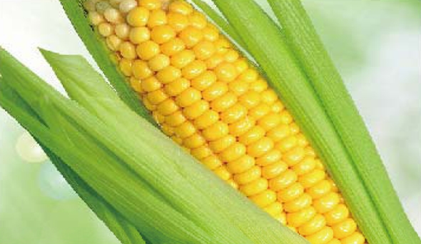 陶瓷膜应用：生物、医药行业
